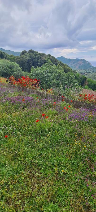 VillanovaLes Terrasses De Scaglioli别墅 外观 照片