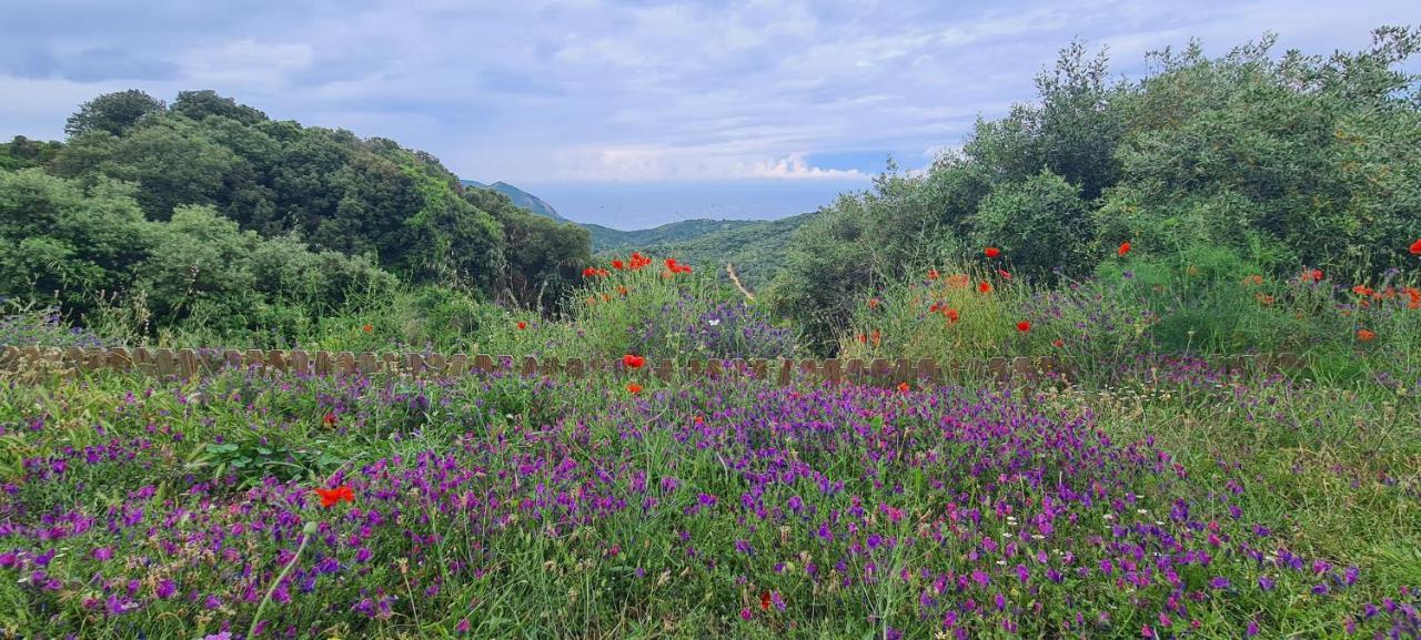 VillanovaLes Terrasses De Scaglioli别墅 外观 照片